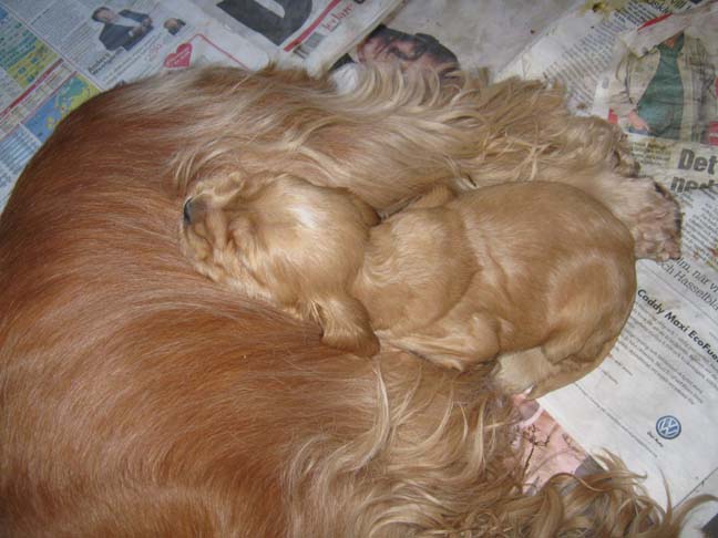 Dragongrdens Kennel